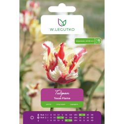 Tulipan Texas Flame żółto-czerwony 4szt. - Cebule i Kłącza - W. Legutko Tulipan Texas Flame żółto-czerwony 4szt. - Cebule i Kłącza - W. Legutko