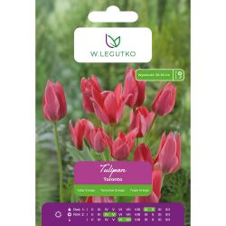 Tulipan Toronto czerwono-cynobrowy 5szt. - Cebule i Kłącza - W. Legutko Tulipan Toronto czerwono-cynobrowy 5szt. - Cebule i Kłącza - W. Legutko