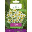 Tulipan turkestanica żółto-biały 7szt. - Cebule i Kłącza - W. Legutko