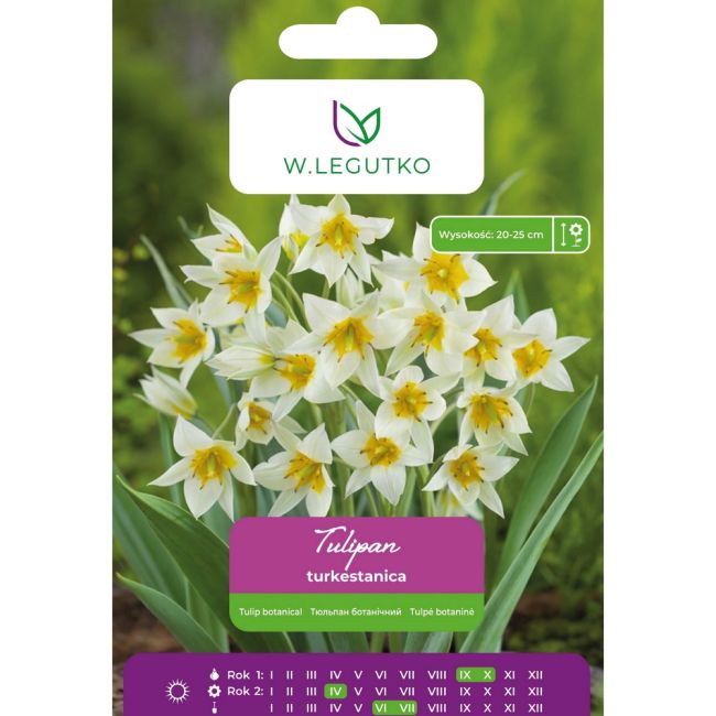Tulipan botaniczny - turkestanica - żółto-biały - 7szt. - Cebule i Kłącza - W. Legutko