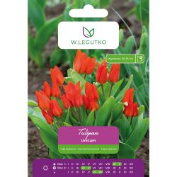 Tulipan Unicum pomarańczowo-czerwony 5szt. - Cebule i Kłącza - W. Legutko