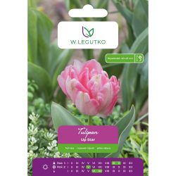Tulipan Up Star różowy 5szt. - Cebule i Kłącza - W. Legutko Tulipan Up Star różowy 5szt. - Cebule i Kłącza - W. Legutko