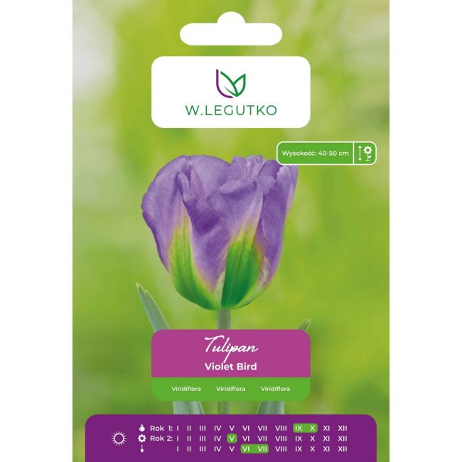 Tulipan - Violet Bird - Viridiflora - fioletowy - 4szt. - Cebule i Kłącza - W. Legutko