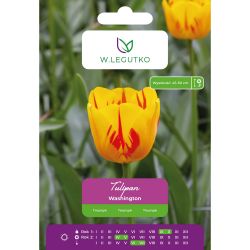 Tulipan Washington żółty z czerwonymi smugami 5szt. - Cebule i Kłącza - W. Legutko Tulipan Washington żółty z czerwonymi smugami 5szt. - Cebule i Kłącza - W. Legutko