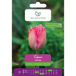 Tulipan Van Eijk czerwono-różowy 5szt. - Cebule i Kłącza - W. Legutko Tulipan Van Eijk czerwono-różowy 5szt. - Cebule i Kłącza - W. Legutko