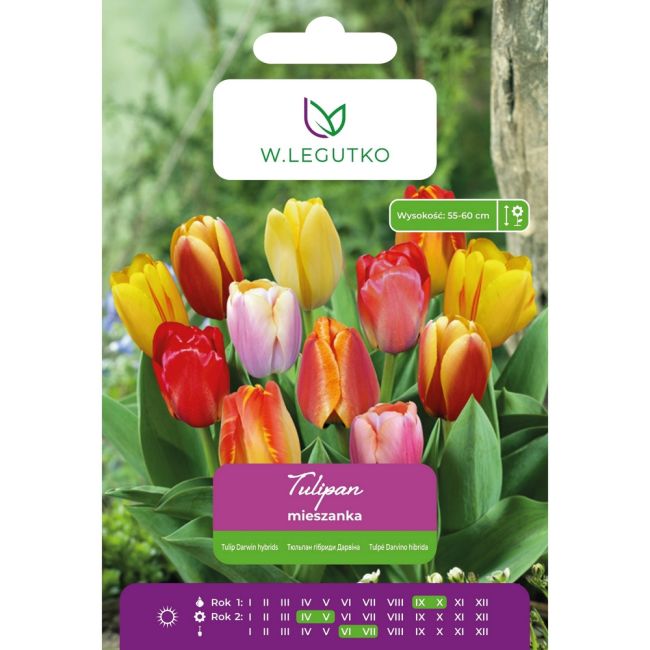 Tulipan - mieszańce Darwina - mieszanka - 5szt. - Cebule i Kłącza - W. Legutko