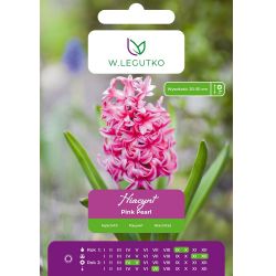 Hiacynt Pink Pearl różowy 2szt. - Cebule i Kłącza - W. Legutko Hiacynt Pink Pearl różowy 2szt. - Cebule i Kłącza - W. Legutko