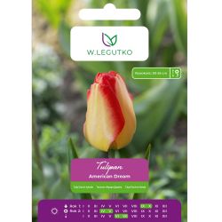 Tulipan American Dream żółty czerwonoobrz. 5szt. - Cebule i Kłącza - W. Legutko Tulipan American Dream żółty czerwonoobrz. 5szt. - Cebule i Kłącza - W. Legutko