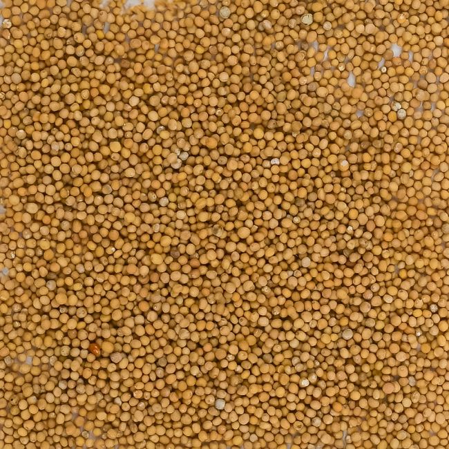 Gorczyca biała 500g - nasiona na poplon - Nasiona - W. Legutko