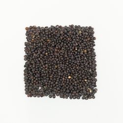 Wyka siewna Hanka 500g poplon - Nasiona - W. Legutko