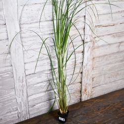 Trawa pampasowa biała sadzonka w doniczce - Rozsady i sadzonki - W. Legutko Trawa pampasowa biała sadzonka w doniczce - Rozsady i sadzonki - W. Legutko