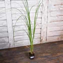 Trawa pampasowa różowa sadzonka w doniczce - Sadzonki - W. Legutko