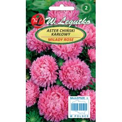 Aster chiński Milady Rose różowy 1g - Nasiona - W. Legutko Aster chiński Milady Rose różowy 1g - Nasiona - W. Legutko