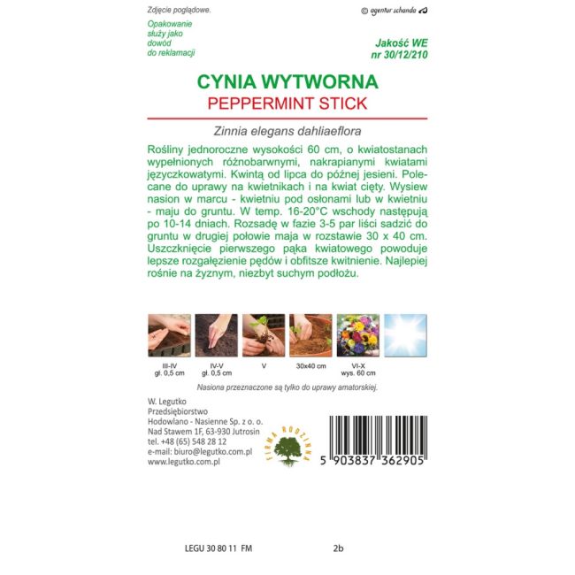 Cynia - wytworna - daliowa - Peppermint Stick - Nasiona - W. Legutko