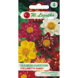 Dalia zmienna Collarette Dandy mieszanka 1g - Nasiona - W. Legutko Dalia zmienna Collarette Dandy mieszanka 1g - Nasiona - W. Legutko