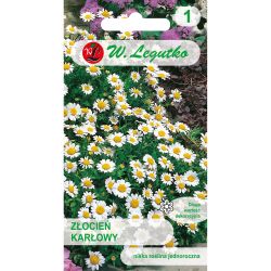 Złocień karłowy biały 0.20g - Nasiona - W. Legutko Złocień karłowy biały 0.20g - Nasiona - W. Legutko