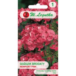 Goździk brodaty Newport Pink łososiowo-różowy 0.50g - Nasiona - W. Legutko Goździk brodaty Newport Pink łososiowo-różowy 0.50g - Nasiona - W. Legutko