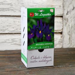 Irys holenderski Purple Sensation purpurowy 80szt. - Cebule i Kłącza - W. Legutko Irys holenderski Purple Sensation purpurowy 80szt. - Cebule i Kłącza - W. Legutko