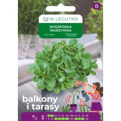 Roszponka warzywna Verte de Cambrai 2g na balkon i taras - Nasiona - W. Legutko