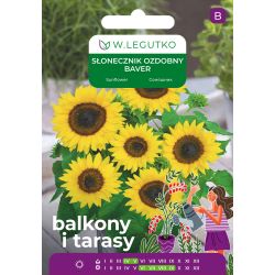 Słonecznik Baver żółty z ciemnym środkiem 2g na balkon i taras - Nasiona - W. Legutko Słonecznik Baver żółty z ciemnym środkiem 2g na balkon i taras - Nasiona - W. Legutko