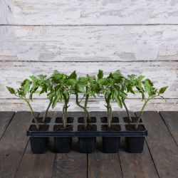 Pomidor Reniro F1 sadzonki zestaw 10 szt. - Rozsady i sadzonki - W. Legutko Pomidor Reniro F1 sadzonki zestaw 10 szt. - Rozsady i sadzonki - W. Legutko