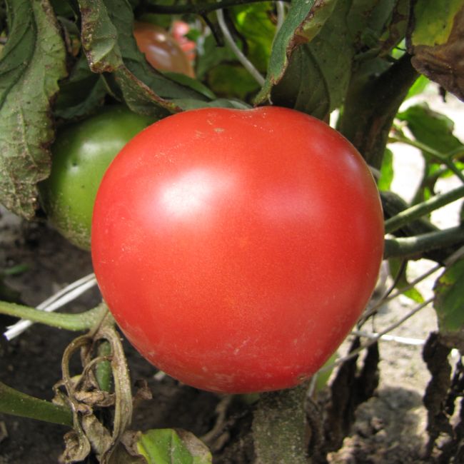Pomidor Faworyt - zestaw 10 szt. sadzonek - Cebule i Kłącza - W. Legutko