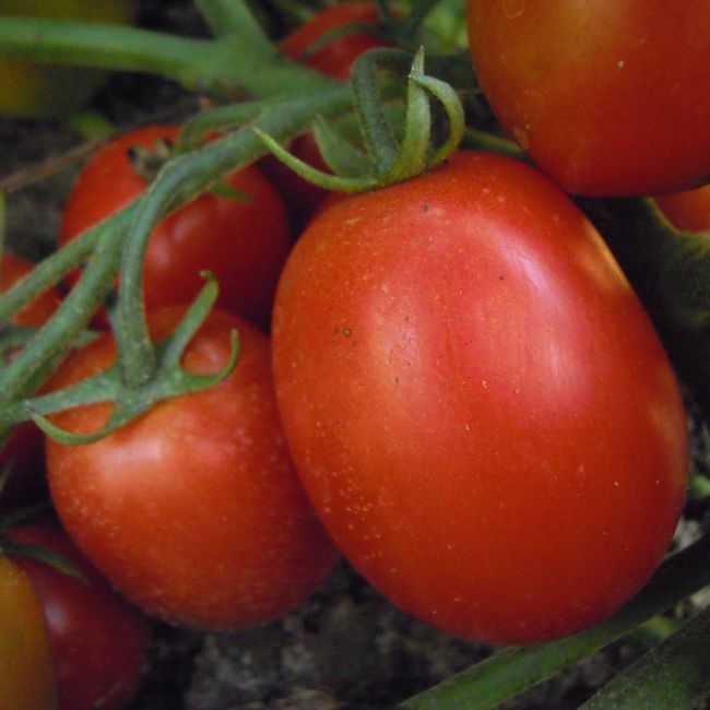 Pomidor Kmicic - zestaw 10 szt. sadzonek - Cebule i Kłącza - W. Legutko