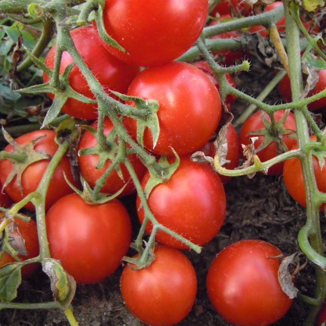 Pomidor Maskotka - zestaw 10 szt. sadzonek - Rozsady i sadzonki - W. Legutko