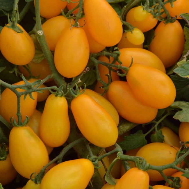 Pomidor Peardrops - zestaw 10 szt. sadzonek - Rozsady - W. Legutko