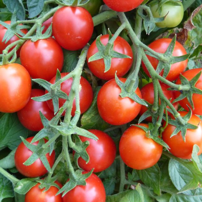 Pomidor Irga F1 - zestaw 10 szt. sadzonek - Rozsady i sadzonki - W. Legutko