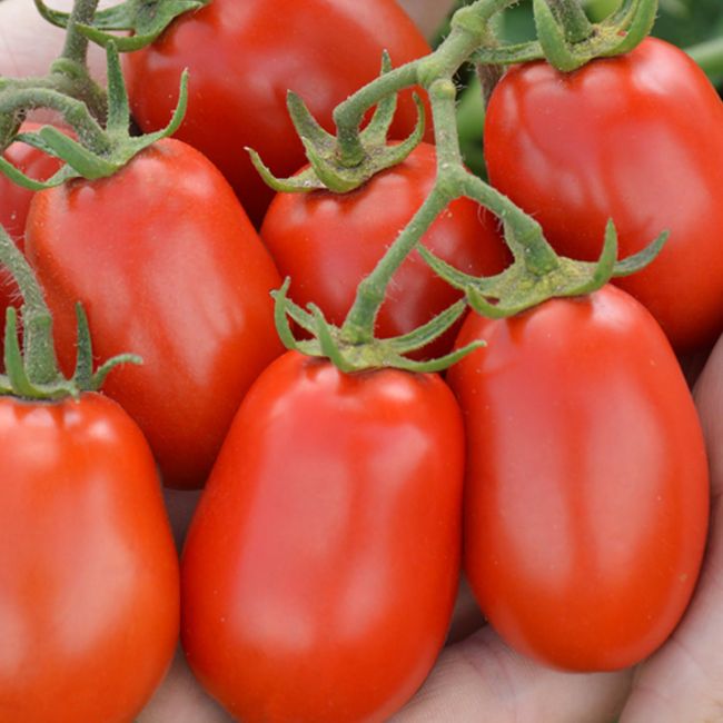 Pomidor Ognik F1 - zestaw 10 szt. sadzonek - Rozsady i sadzonki - W. Legutko