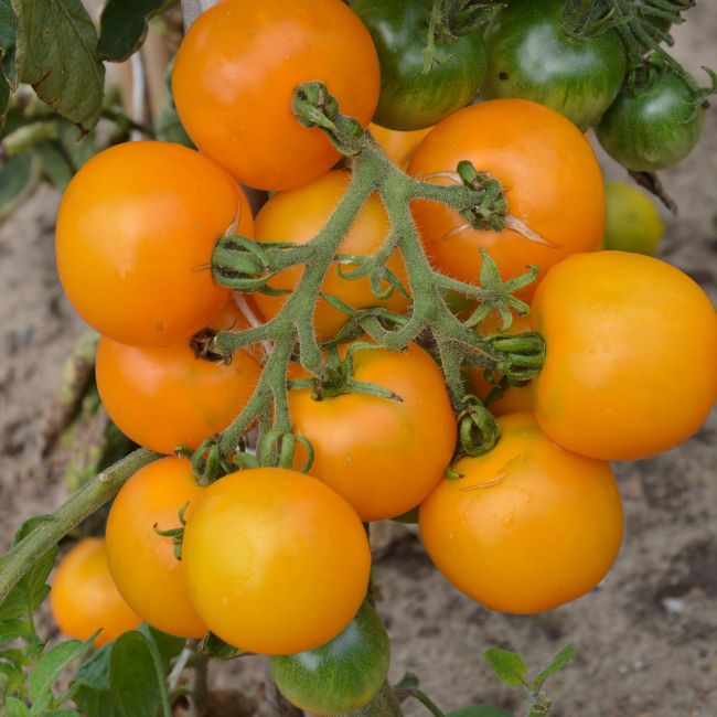 Pomidor Yellow Perfection - zestaw 10 szt. sadzonek - Rozsady i sadzonki - W. Legutko