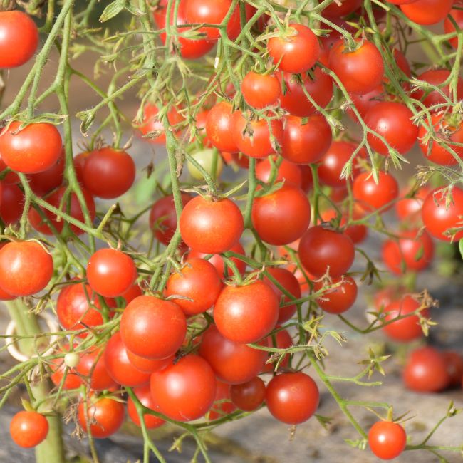 Pomidor Pokusa - zestaw 10 szt. sadzonek - Rozsady i sadzonki - W. Legutko