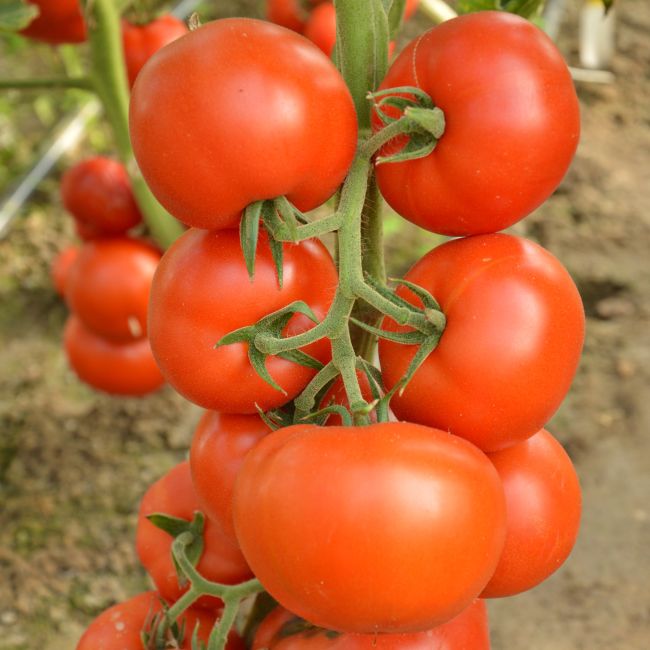 Pomidor Adam F1 - zestaw 10 szt. sadzonek - Rozsady i sadzonki - W. Legutko