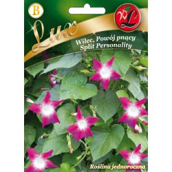 Wilec, Powój pnący Split Personality karmazynowy 2g - Nasiona - W. Legutko