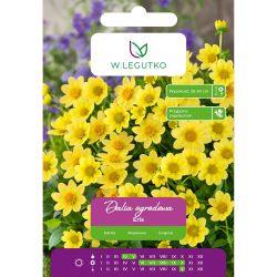 Dalia Eris żółta 1szt. - Cebule i Kłącza - W. Legutko
