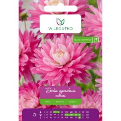 Dalia Kometa biało-różowa 1szt. - Cebule i Kłącza - W. Legutko