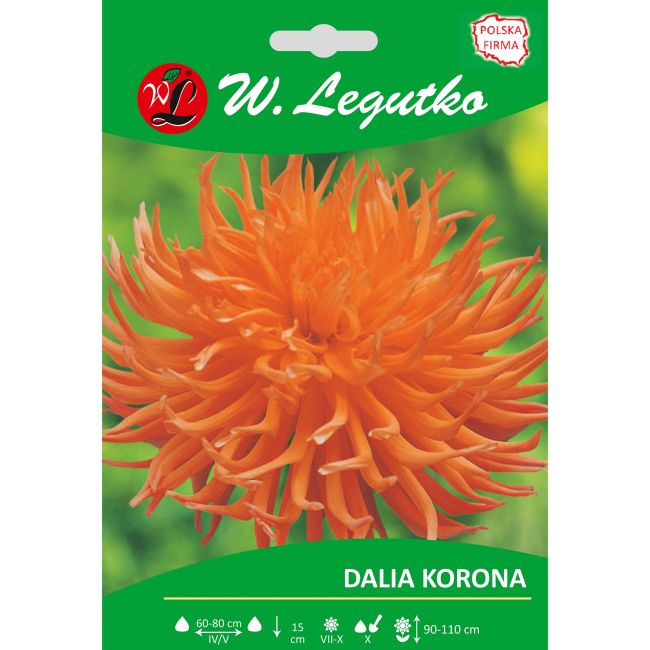 Dalia ogrodowa - Korona - kaktusowa - wysoka - pomarańczowa - 1szt. - Cebule i Kłącza - W. Legutko