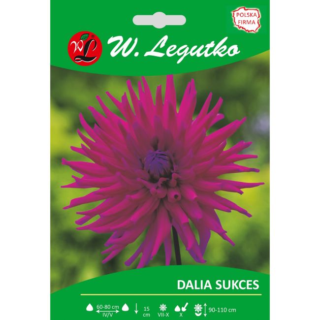 Dalia ogrodowa - Sukces - kaktusowa - wysoka - purpurowofioletowa - 1szt. - Cebule i Kłącza - W. Legutko