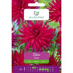 Dalia Velvet purpurowo-wiśniowa 1szt. - Cebule i Kłącza - W. Legutko