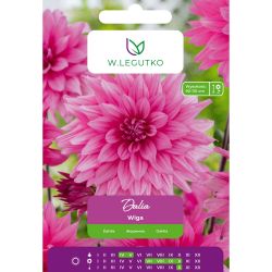 Dalia Wiga amarantowa 1szt. - Cebule i Kłącza - W. Legutko