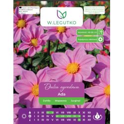 Dalia Ada różowa 1szt. - Cebule i Kłącza - W. Legutko