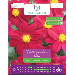 Dalia Polka amarantowa 1szt. - Cebule i Kłącza - W. Legutko