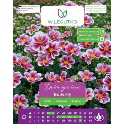 Dalia Butterfly karminowo-biała 1szt. - Cebule i Kłącza - W. Legutko