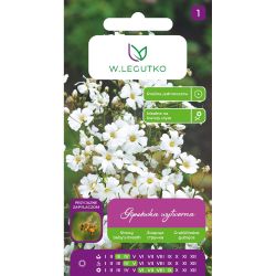 Gipsówka wytworna biała 1g - Nasiona - W. Legutko