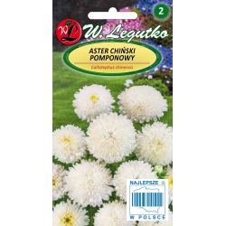 Aster chiński pomponowy biały 1g - Nasiona - W. Legutko Aster chiński pomponowy biały 1g - Nasiona - W. Legutko