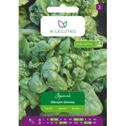 Szpinak Olbrzym Zimowy 20g - Nasiona - W. Legutko Szpinak Olbrzym Zimowy 20g - Nasiona - W. Legutko