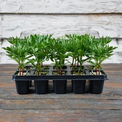 Aksamitka rozpierzchła Red cherry sadzonki zestaw 10 szt. - Rozsady - W. Legutko Aksamitka rozpierzchła Red cherry sadzonki zestaw 10 szt. - Rozsady - W. Legutko