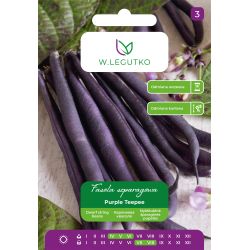 Fasola zwykła Purple Teepee 40g - Nasiona - W. Legutko