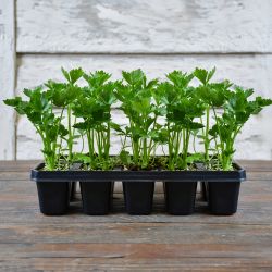 Seler naciowy Goldgelber 2 sadzonki zestaw 10 szt. - Rozsady i sadzonki - W. Legutko